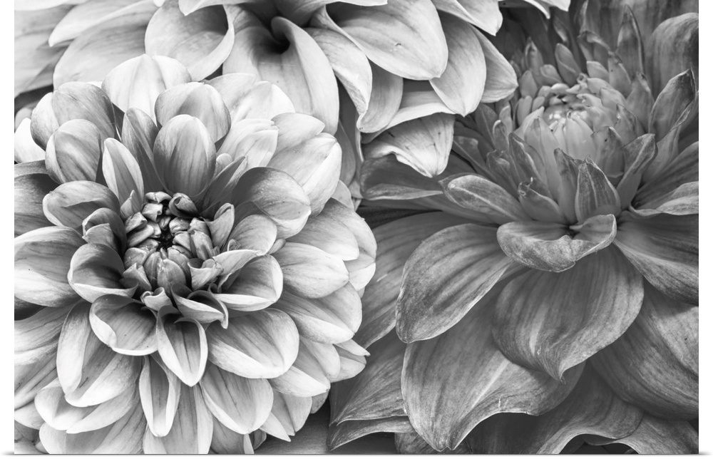 A monochrome shot of a bunch of dahlia flowers.