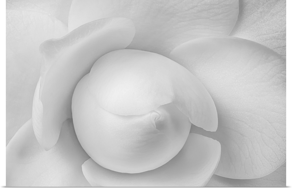Monochrome center heart of a young white camellia blossom with detailed texture.