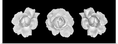 Monochrome Rose Blossoms