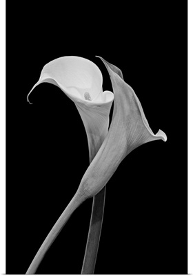 Monochrome Surrealistic Pair Of Calla Blossoms
