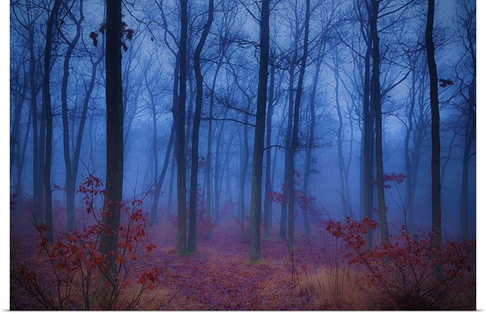 Mysterious forest in the morning mist.