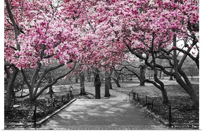 New York City - Pink Blossoms In Black And White