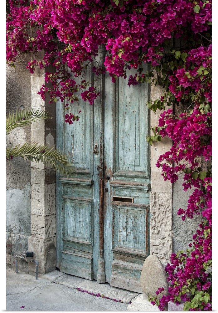 Old wooden door with bougainvillea in Cyprus.