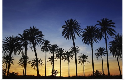 Palm Trees With Golden Sunset