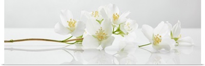 Panoramic Shot Of Jasmine Flowers On White Surface