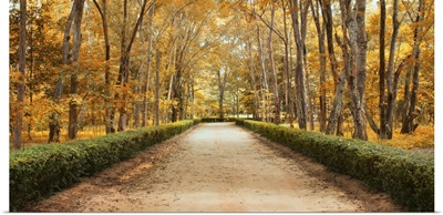 Pathway In Autumn Landscape