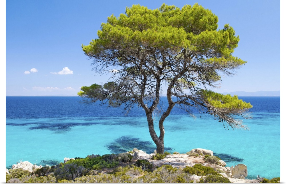 Pine forest tree by the sea in Halkidiki, Greece.