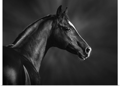 Portrait Of Black Arabian Horse