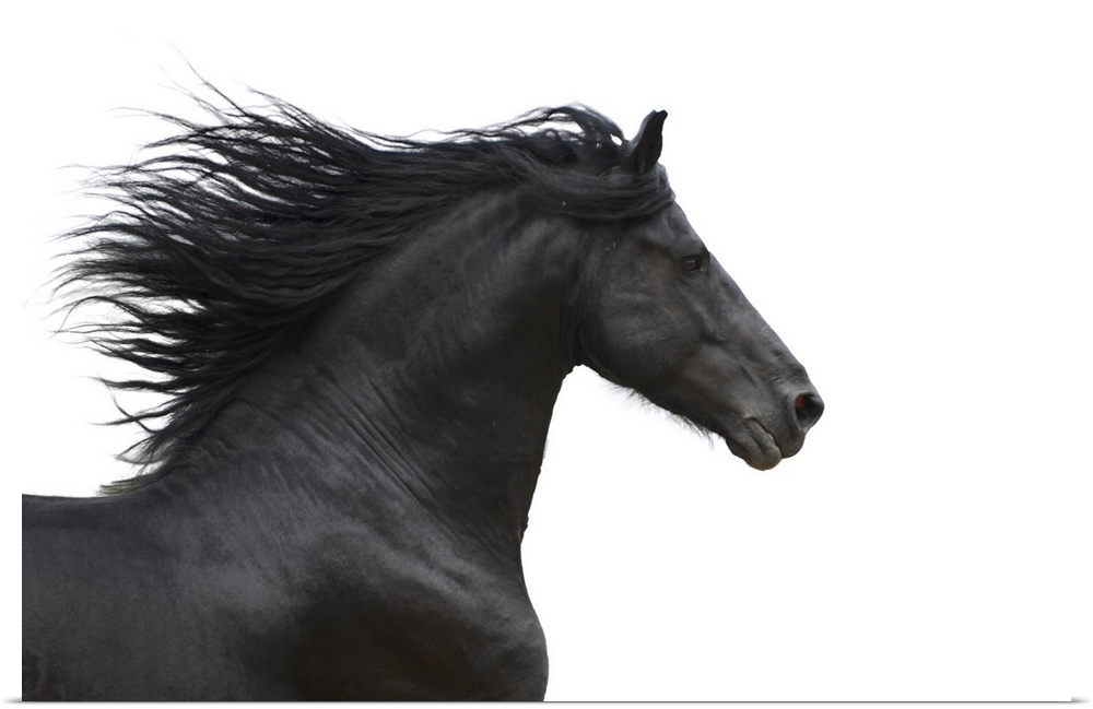 Portrait of galloping Friesian horse on white background.