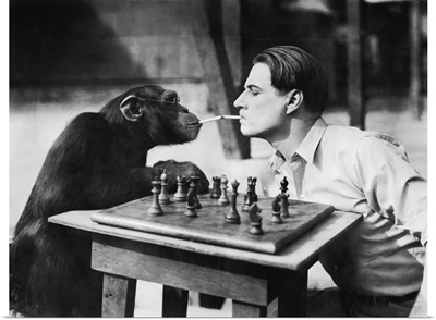Profile Of A Young Man And A Chimpanzee Smoking Cigarettes And Playing Chess