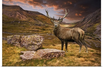 Red Deer Stag In Moody Dramatic Mountain Sunset