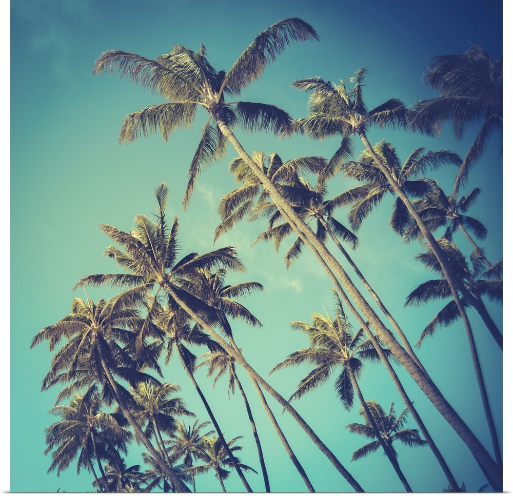 Retro vintage style photo of diagonal palm trees in Hawaii.