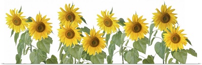 Row Of Sunflowers