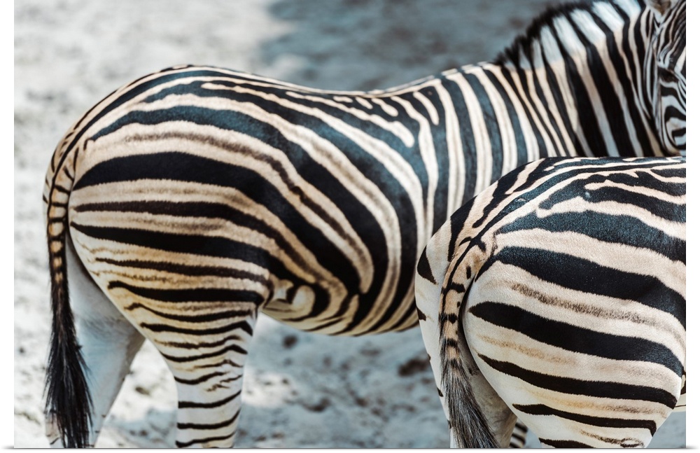 Selective focus of zebras with black and white stripes standing in zoo.