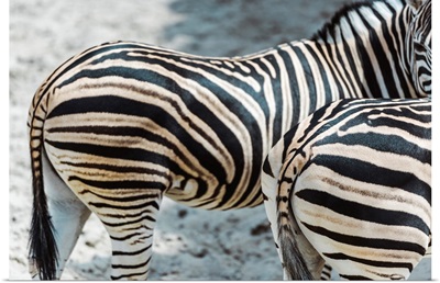 Selective Focus Of Zebras With Black And White Stripes Standing In Zoo