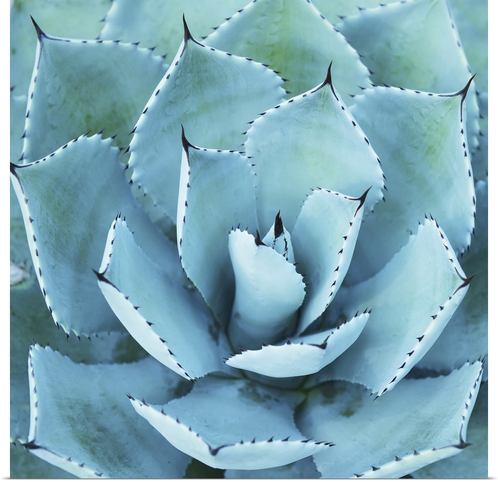 Sharp, pointed agave plant leaves.