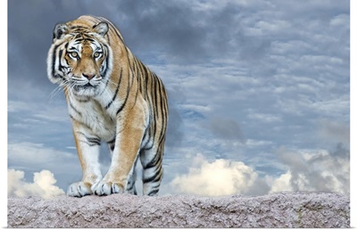 Siberian Tiger Ready To Attack Looking At You