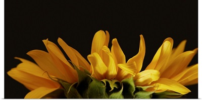 Side View Of Yellow Sunflower Petals