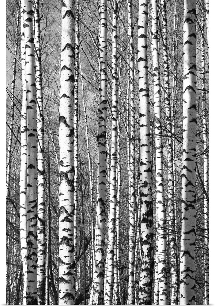Spring sunny trunks birch trees black and white.