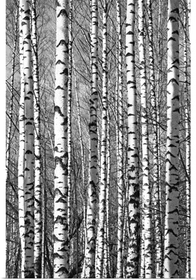 Spring Sunny Trunks Birch Trees Black And White
