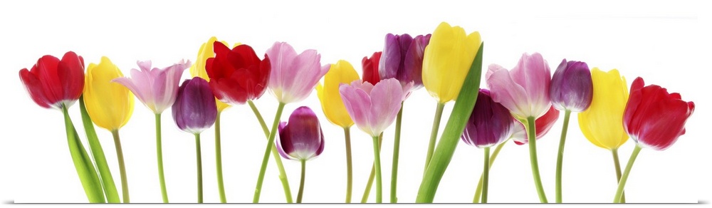 Colorful fresh spring tulips flowers border in a row on a white background.