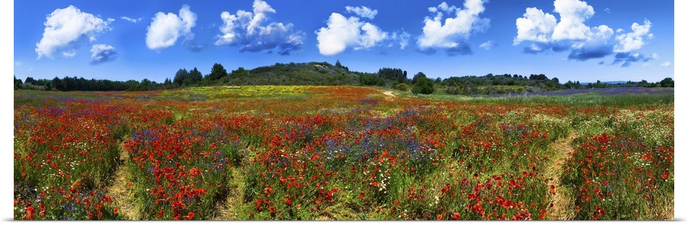 Panorama of a wild red, blue and yellow flower field near Gruissan (Narbonne), France.