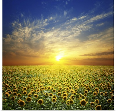 Summer Landscape: Beauty Sunset Over Sunflowers Field