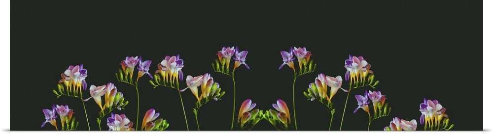 Surrealistic collage of many colorful freesias, blooms, and buds on green background.