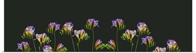 Surrealistic Collage, Many Colorful Freesias, Blooms, Buds, Vintage Macro