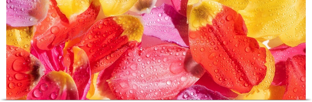 Top view of bright tulip petals with water drops, panoramic shot.