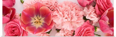 Top View Of Pink Spring Flowers On White, Panoramic Shot