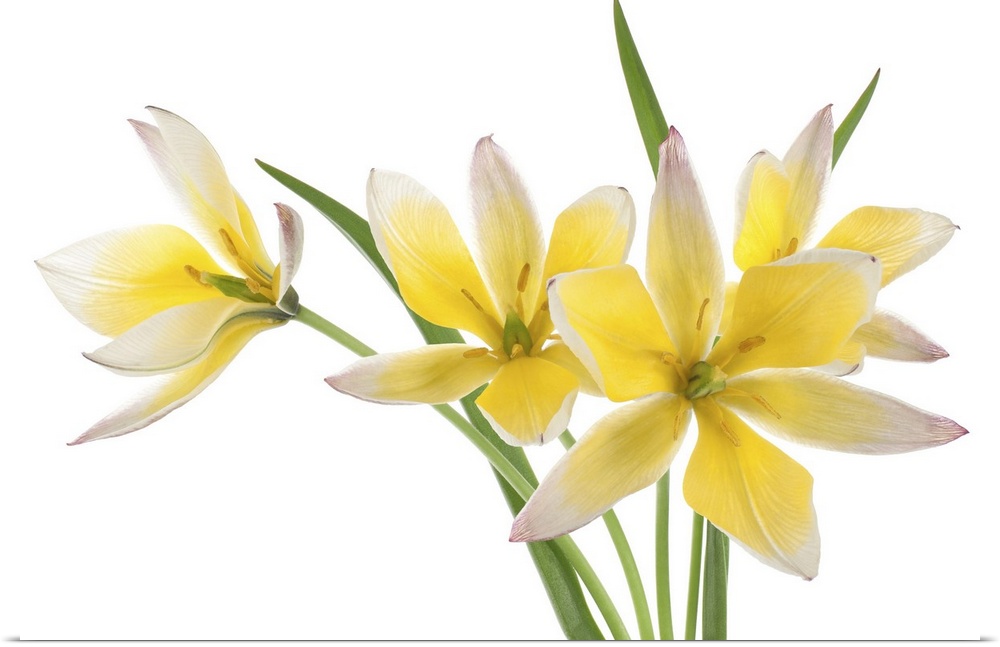 Studio shot of yellow and white colored Tulip isolated on a white background.