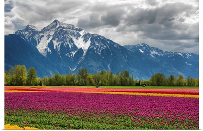 Tulips And Mountain