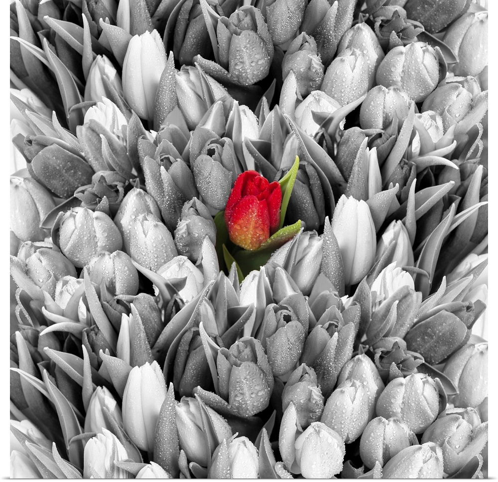 Tulips. Fresh spring flowers with water drops. Black white with one red flower.