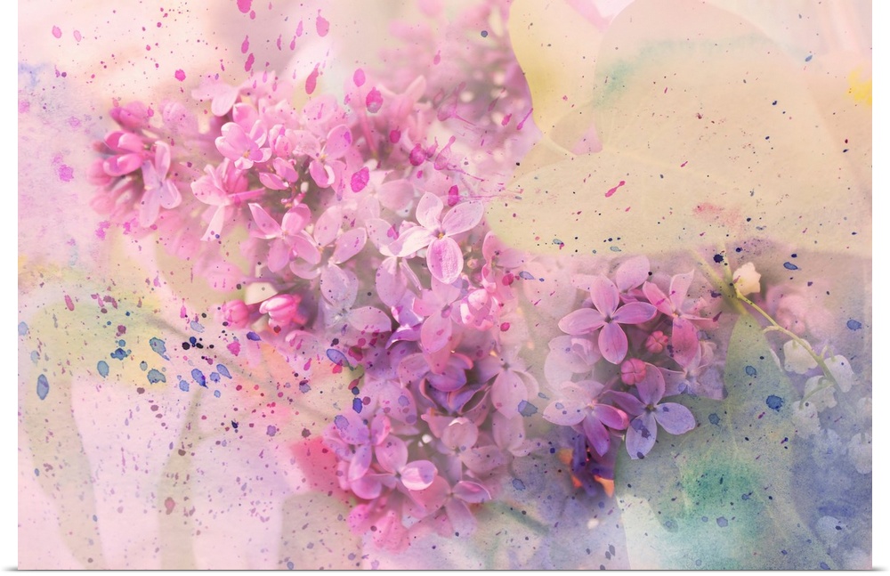 Twig of lilac flowers and watercolor splashes.