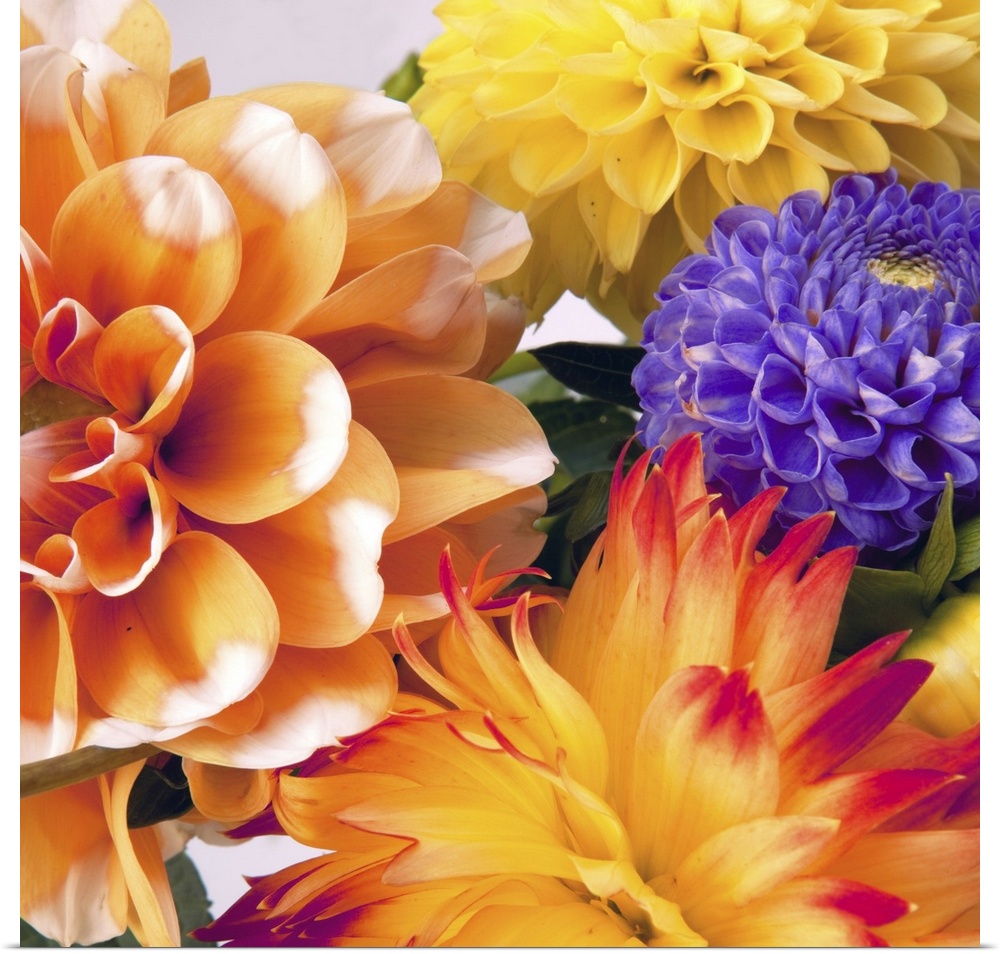 Background with two dahlias.