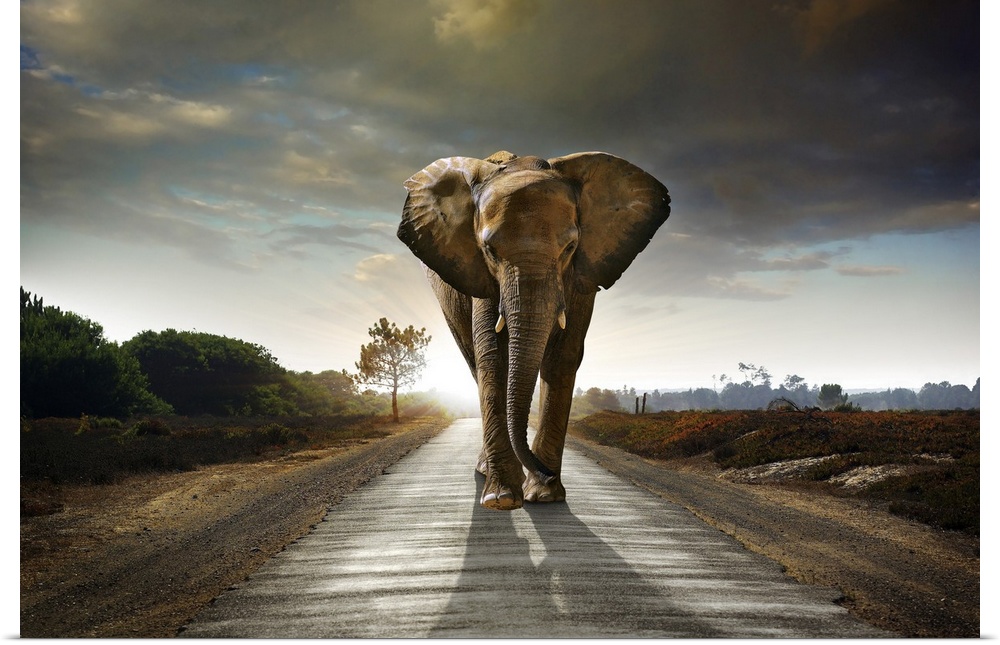 Single elephant walking in a road with the sun behind.