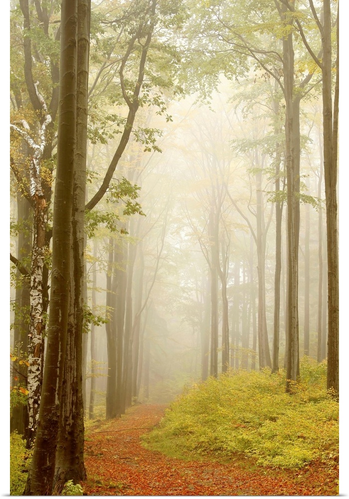 Autumn scenery of misty forest path with beech trees and willow on the left. Photo taken in October.