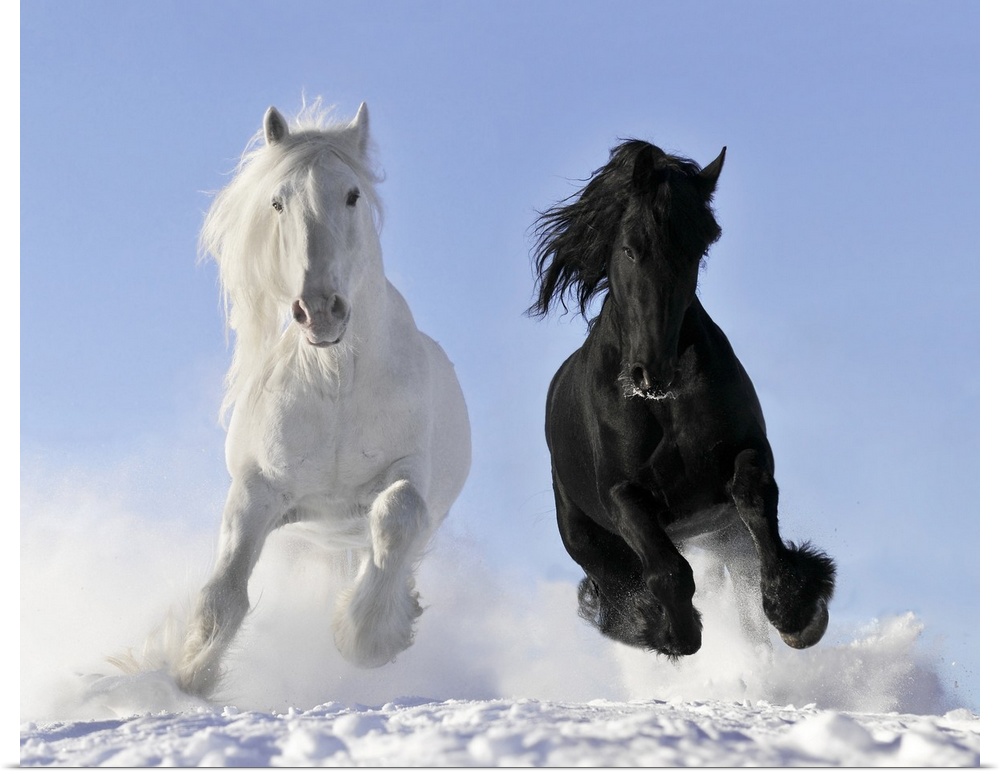 White and black horse in winter.