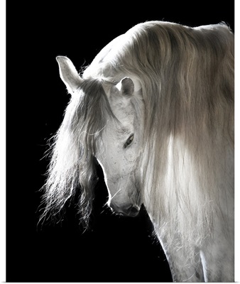 White Andalusian Horse