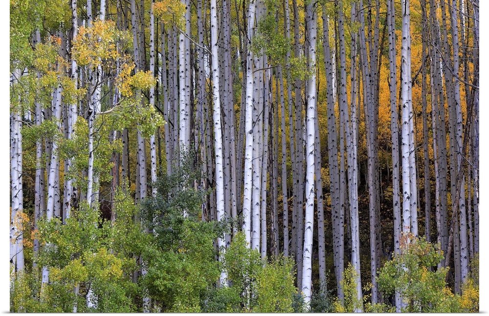 Aspens at fall in Colorado mountains, aspen.