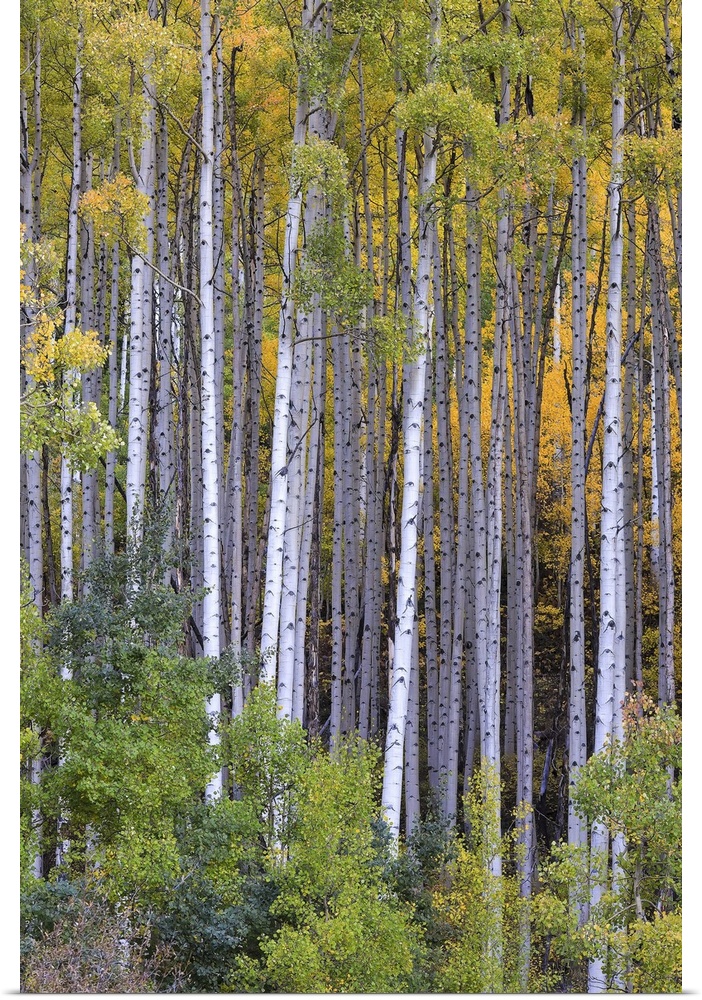 Aspens at fall in Colorado mountains, Aspen.