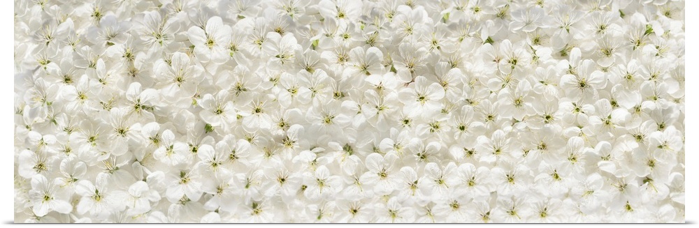White cherry flowers panoramic background.