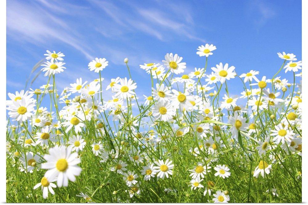 White daisies on blue sky background.