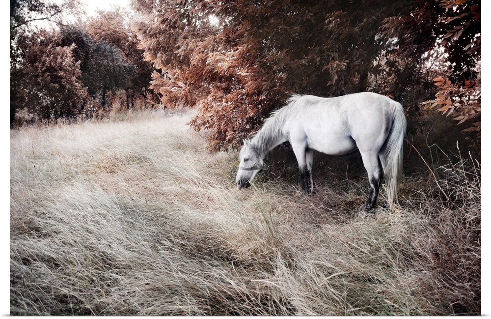 Artistic image of a beautiful white horse.
