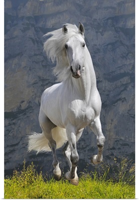 White Horse Galloping