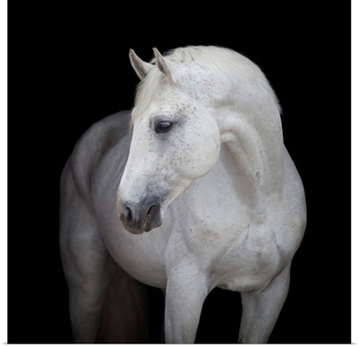White Horse Head
