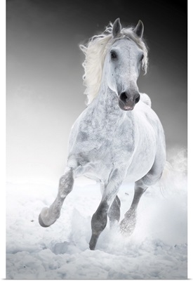 White Horse Runs Gallop In Winter