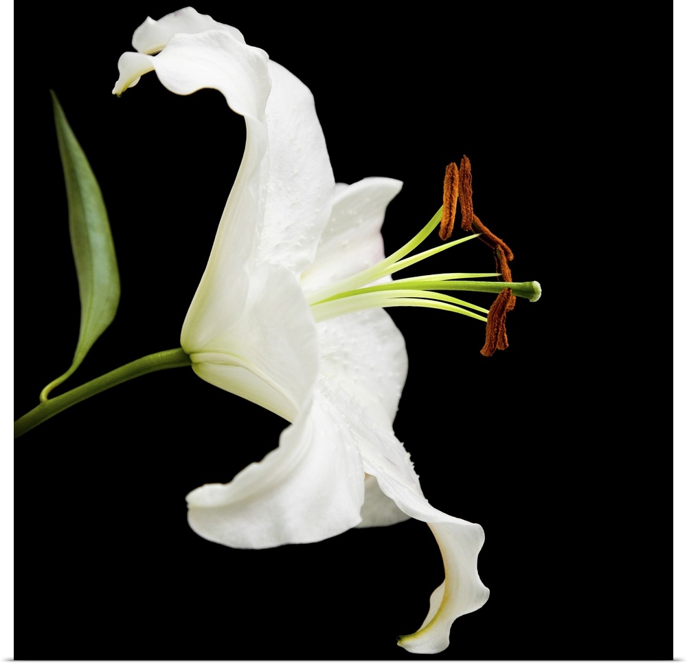 White lily flower isolated on black background.
