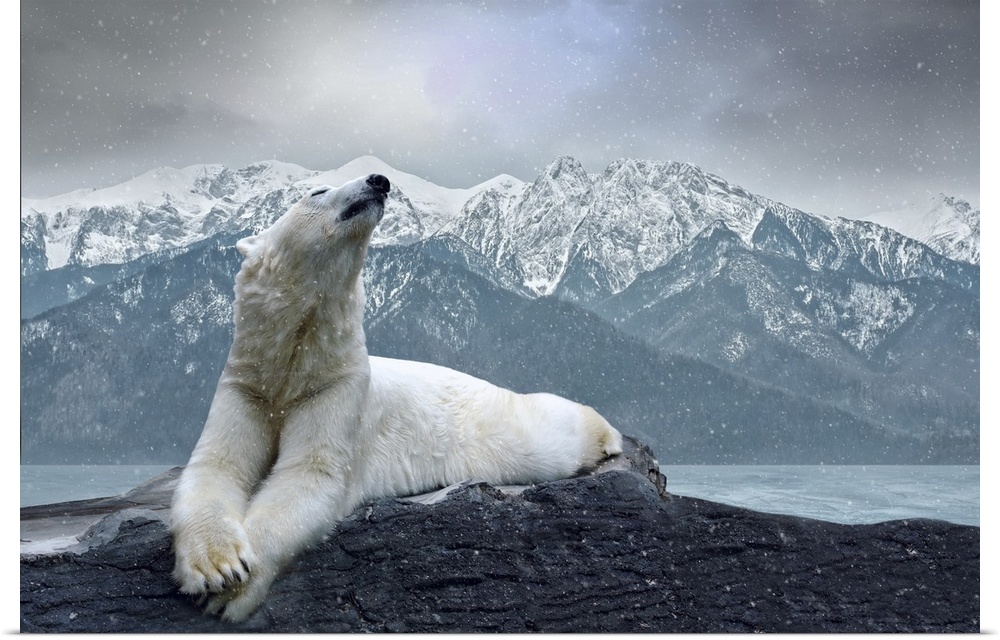White polar bear on the ice.